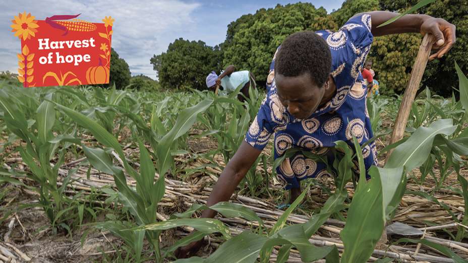 Nyarai working on her maize farm.