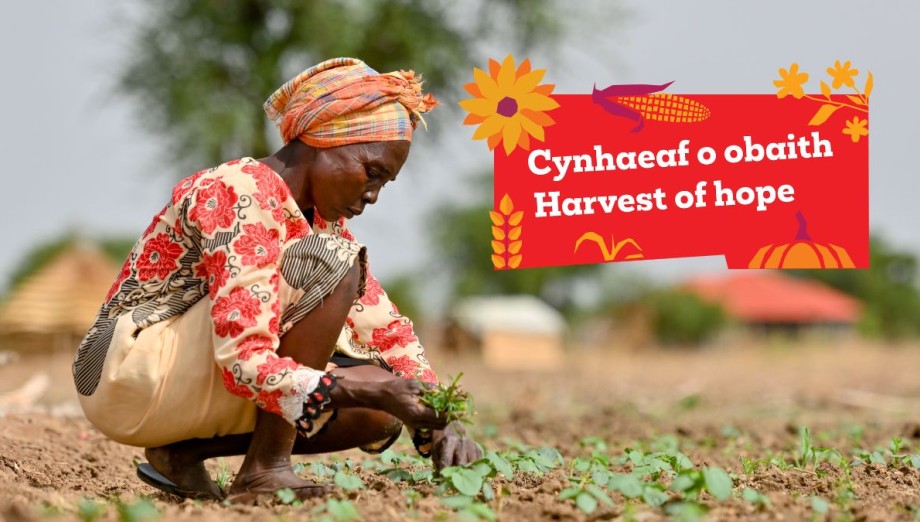 Anok farming. text says: "Cynhaeoaf o obaith/ Harvest of Hope" 