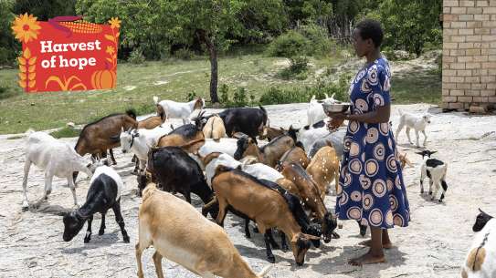 Nyarai stands outside her home feeding her livestock.